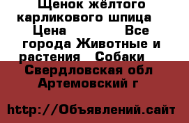 Щенок жёлтого карликового шпица  › Цена ­ 50 000 - Все города Животные и растения » Собаки   . Свердловская обл.,Артемовский г.